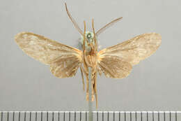 صورة Holophaea gentilicia Schaus 1911