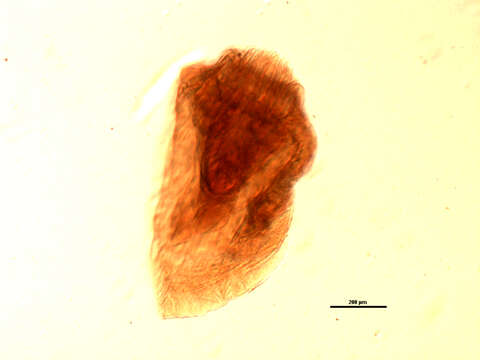 Image of Mediorhynchus robustus Van Cleave 1916