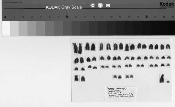 Image de Melanomys Thomas 1902