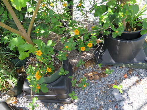 Image of (=Native yellow hibiscus) ma`o hau hele