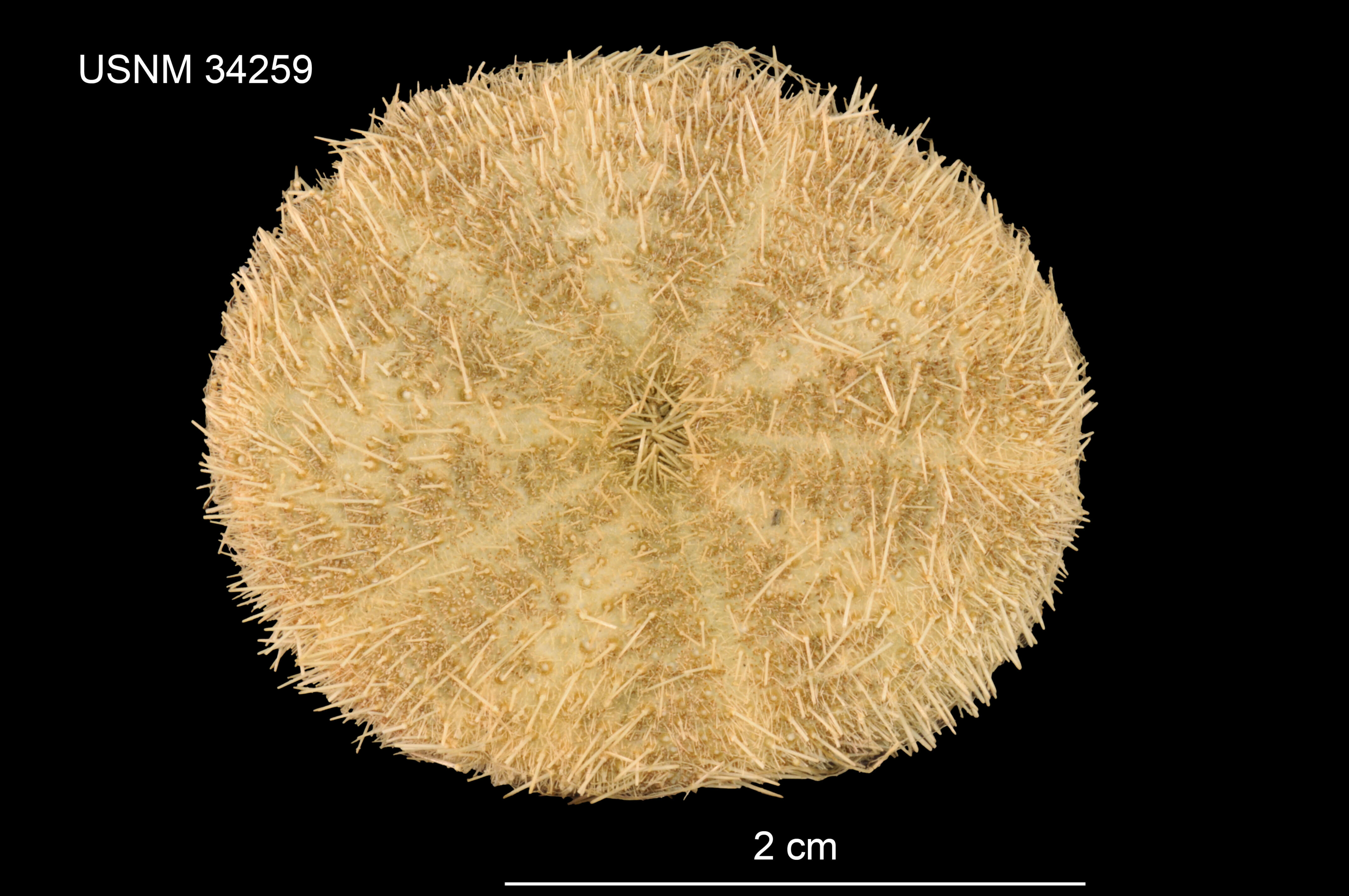 Image of Clypeaster leptostracon A. Agassiz & H. L. Clark 1907