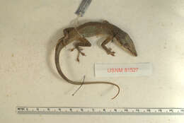 Image of Cay Sal Anole