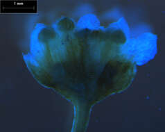 Imagem de Staphylea borneensis (Merr. & L. M. Perry)