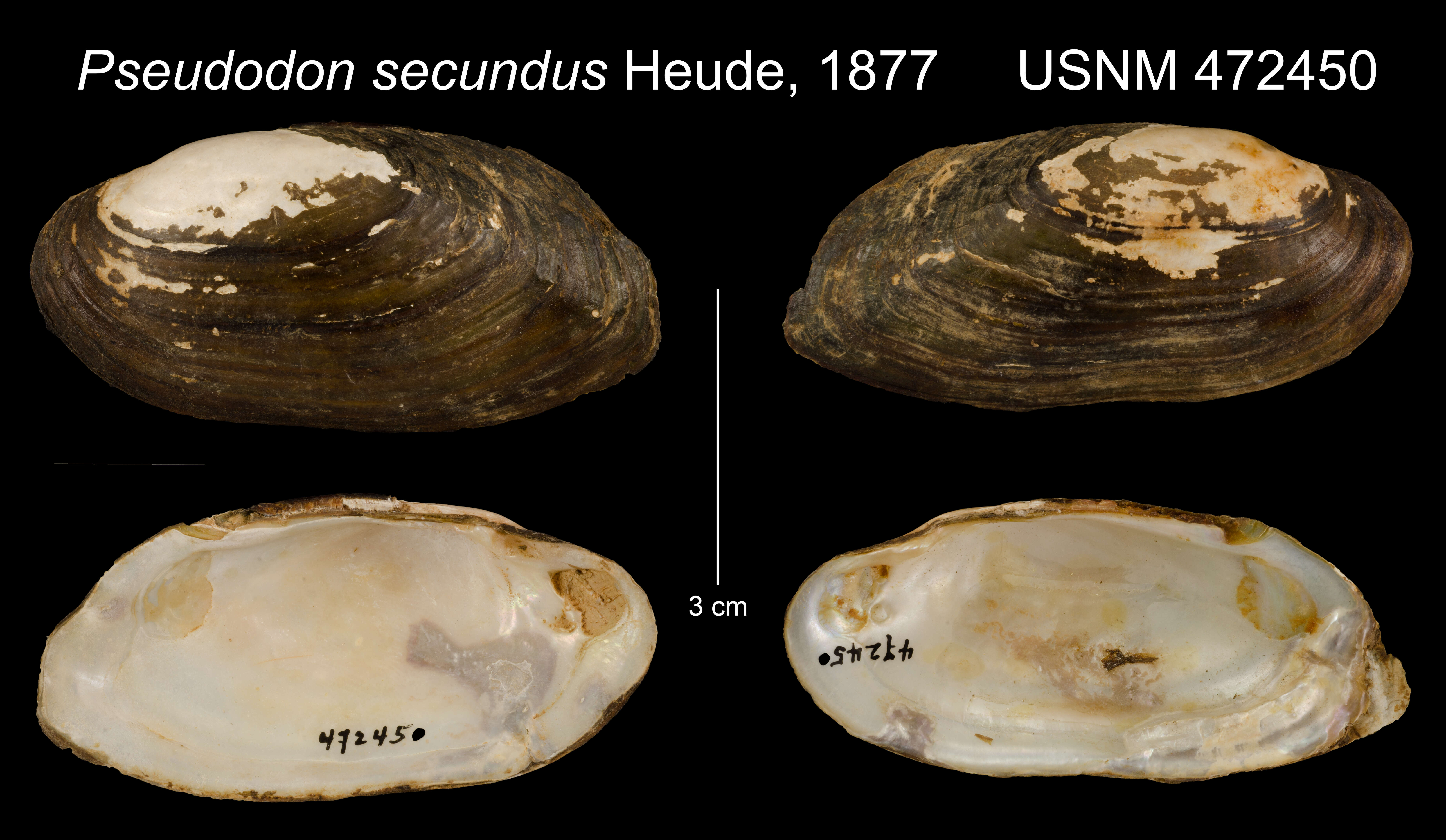 Image of Pseudodon secundus Heude 1877