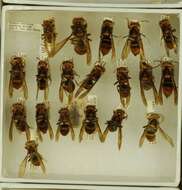 Image of Asian hornet