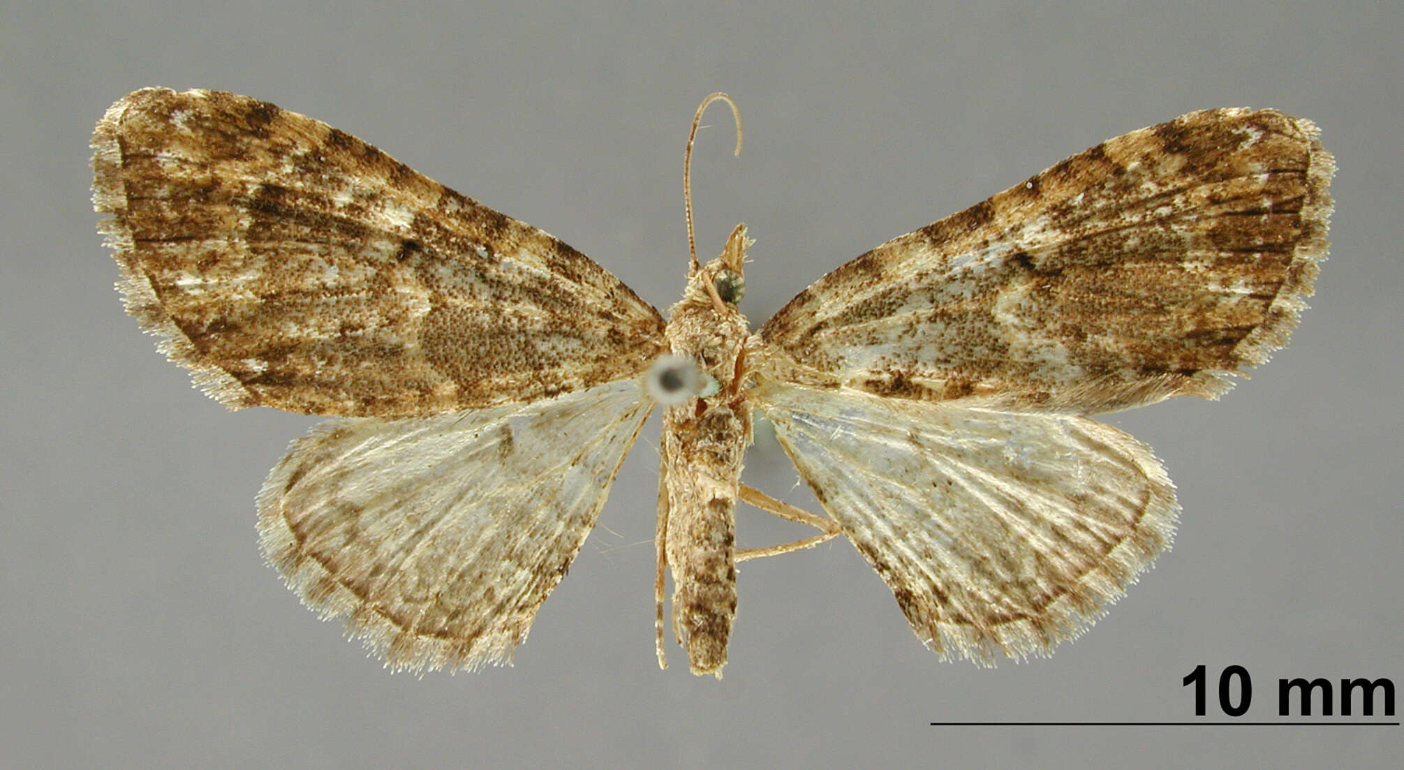 Image of Eupithecia macreus Schaus 1913