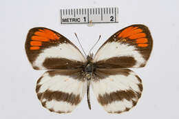 Image of Colotis euippe (Linnaeus 1758)