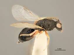 Image of Eurytoma apiculae Bugbee 1966