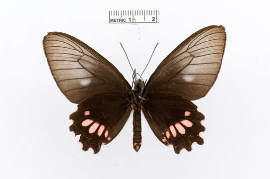 Image of Parides lysander (Cramer (1775))