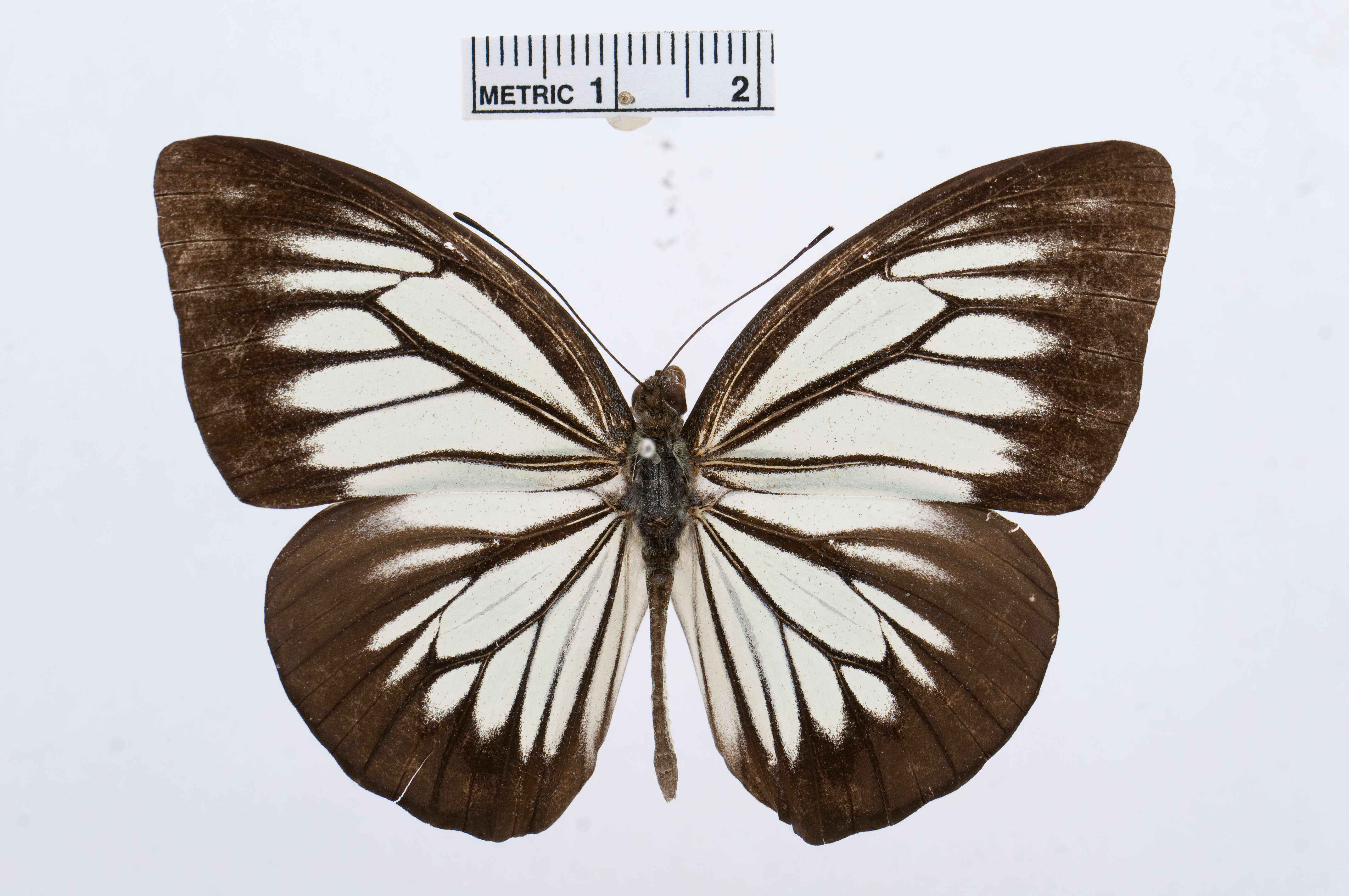 Image of Pareronia ceylanica (Felder & Felder (1865))