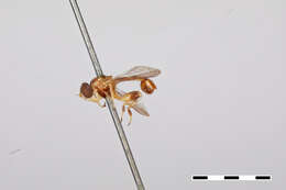 Image of Sphegina keeniana Williston 1887