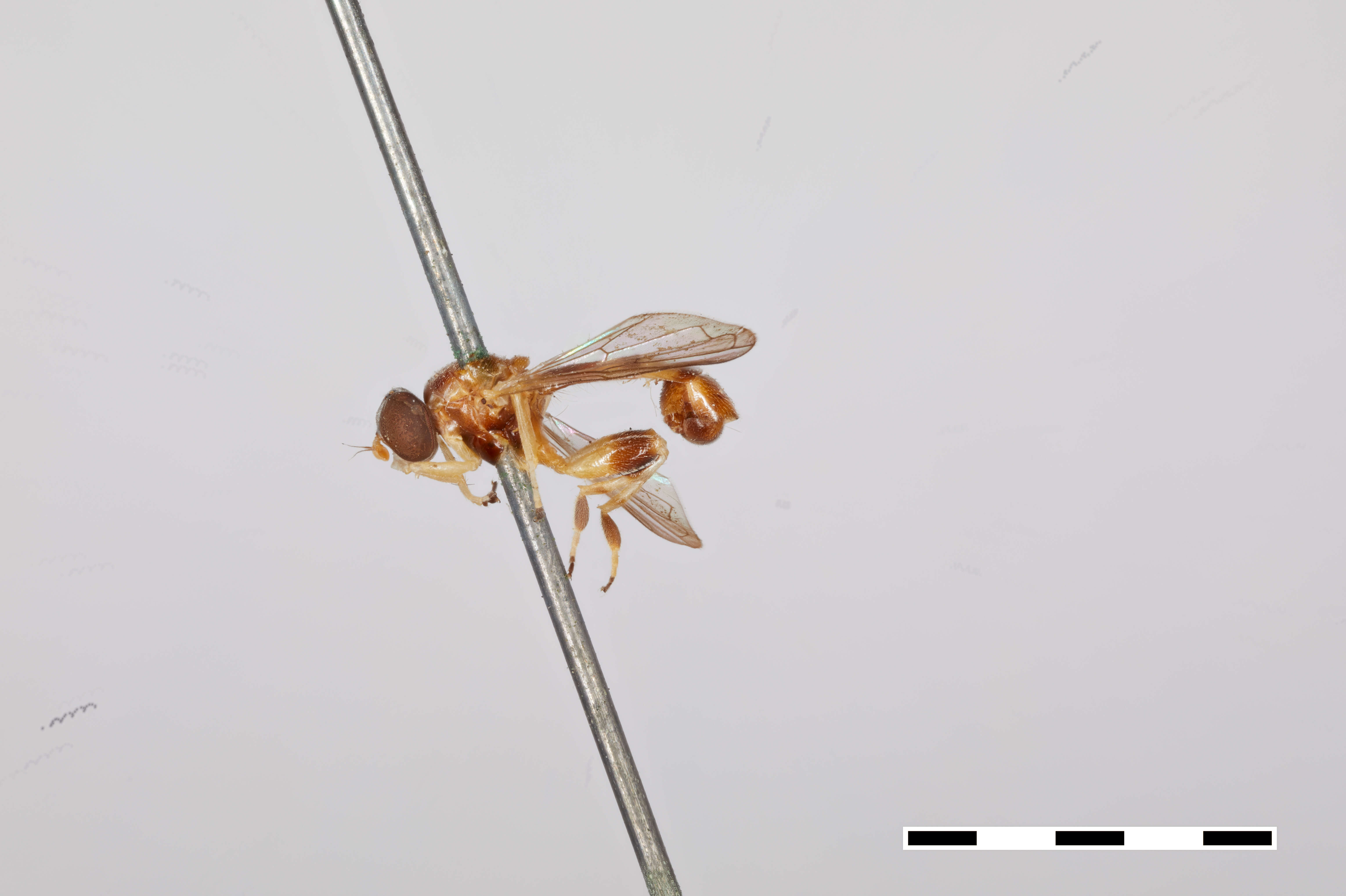 Image of Sphegina keeniana Williston 1887