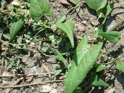 Image of Black Bindweed