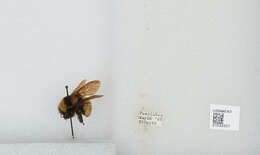 Image of Sonoran Bumble Bee