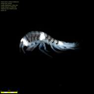 Image of Amphipoda