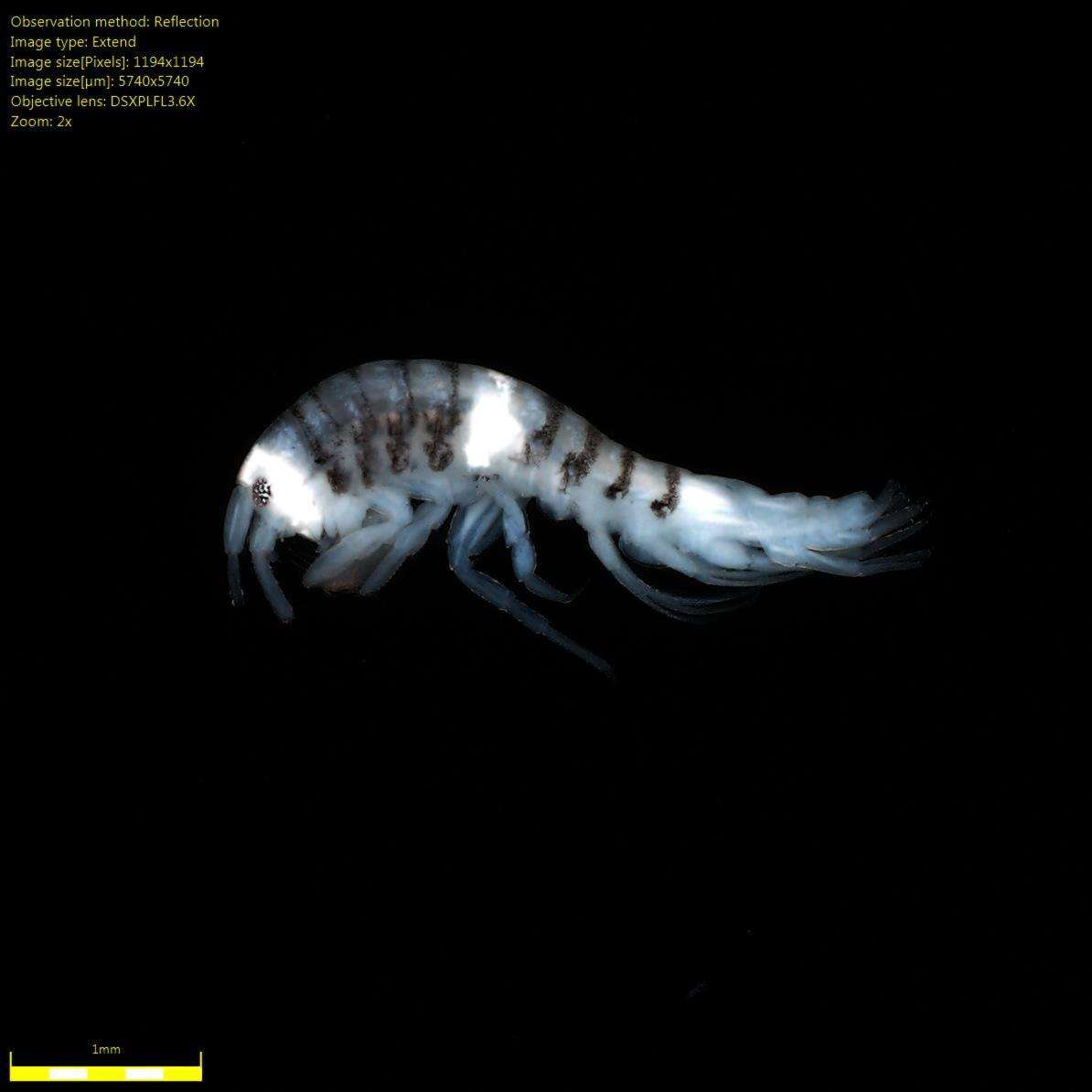 Image of Amphipoda