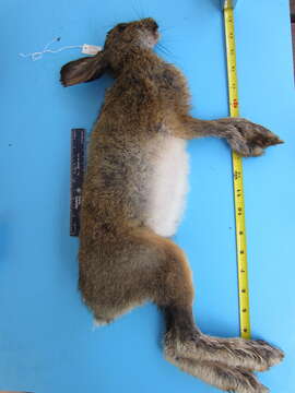 Image of Lepus americanus americanus Erxleben 1777