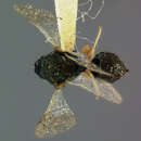 Image of Dineuticida dineutis (Ashmead 1894)
