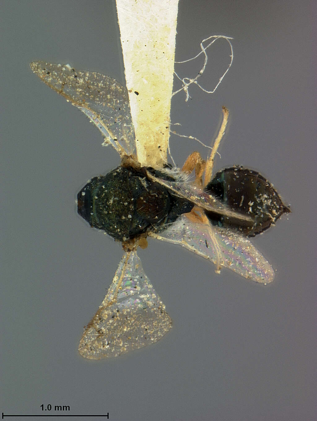 Image of Dineuticida dineutis (Ashmead 1894)