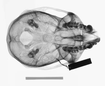 Image of Cercopithecus nictitans nictitans (Linnaeus 1766)