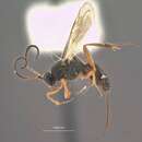Image of Orgilus fallax Muesebeck 1970