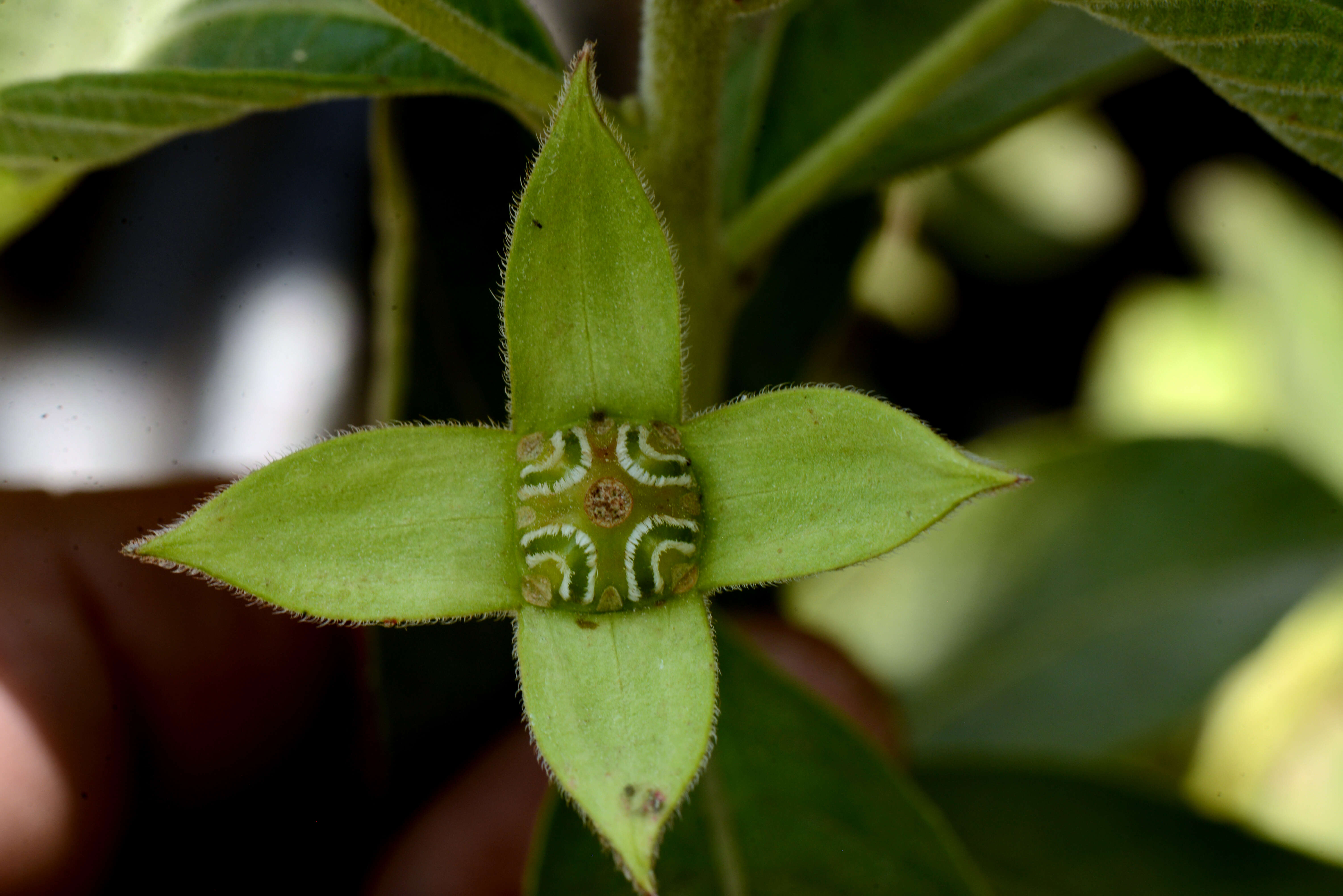 صورة Ludwigia tomentosa (Cambess.) Hara