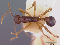 Image of Aphaenogaster honduriana Mann 1922