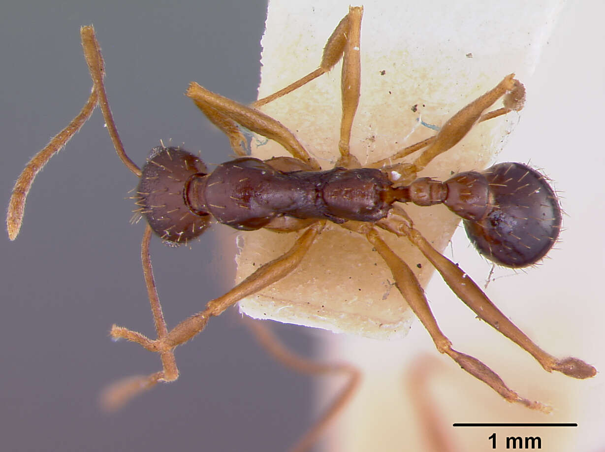 Image of Aphaenogaster honduriana Mann 1922