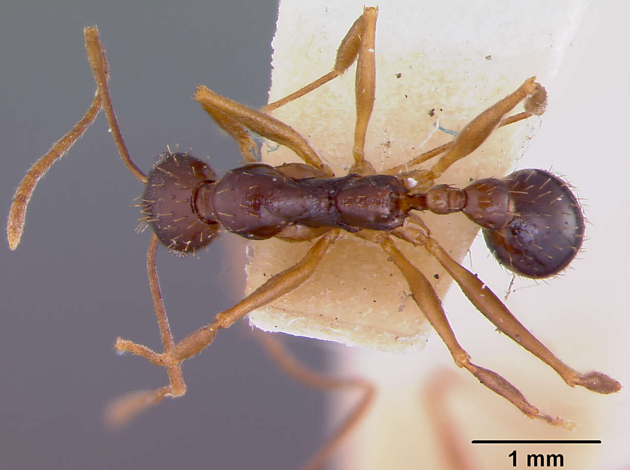 Aphaenogaster honduriana Mann 1922的圖片