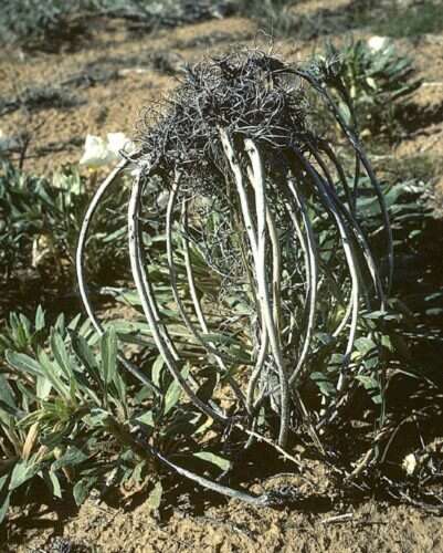 Imagem de Oenothera deltoides subsp. ambigua (S. Wats.) W. Klein