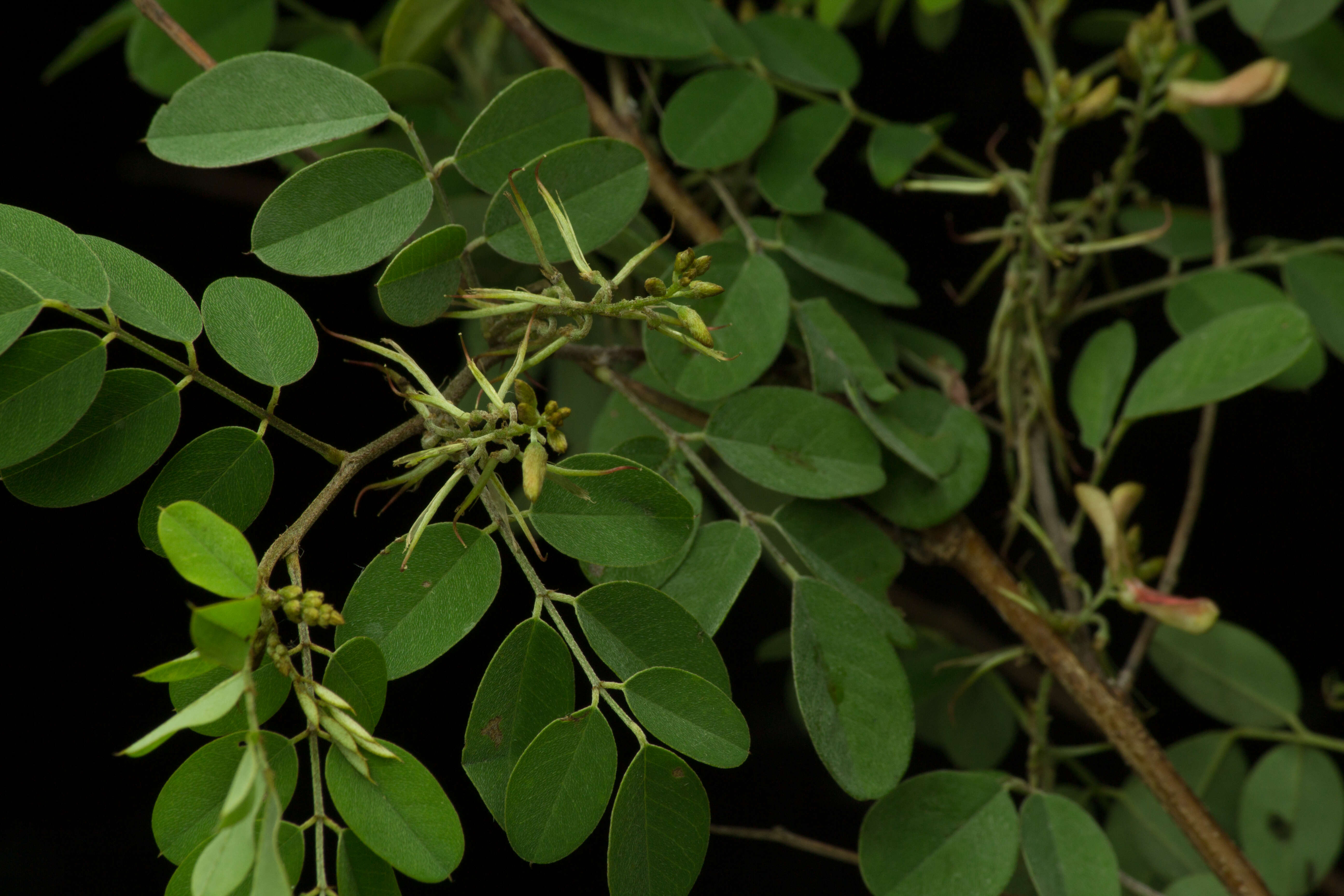 Indigofera lancifolia Rydb.的圖片