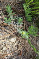 Image of Cottony Golden-Aster