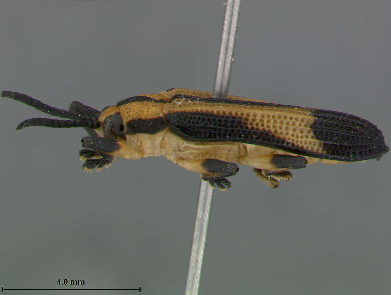 Image of Xenochalepus (Neochalepus) hespenheidei Staines 2000