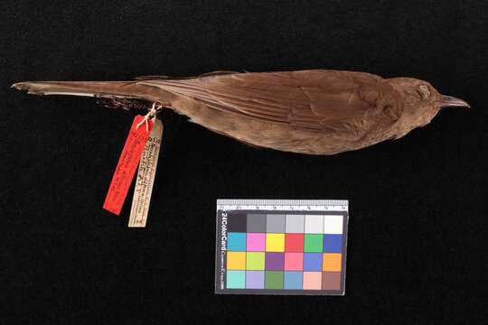 Turdus plebejus differens (Nelson 1901)的圖片