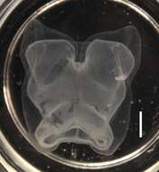 Image of Apolemia lanosa Siebert, Pugh, Haddock & Dunn 2013