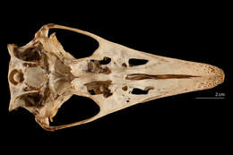 Pterocnemia pennata (d'Orbigny 1834) resmi