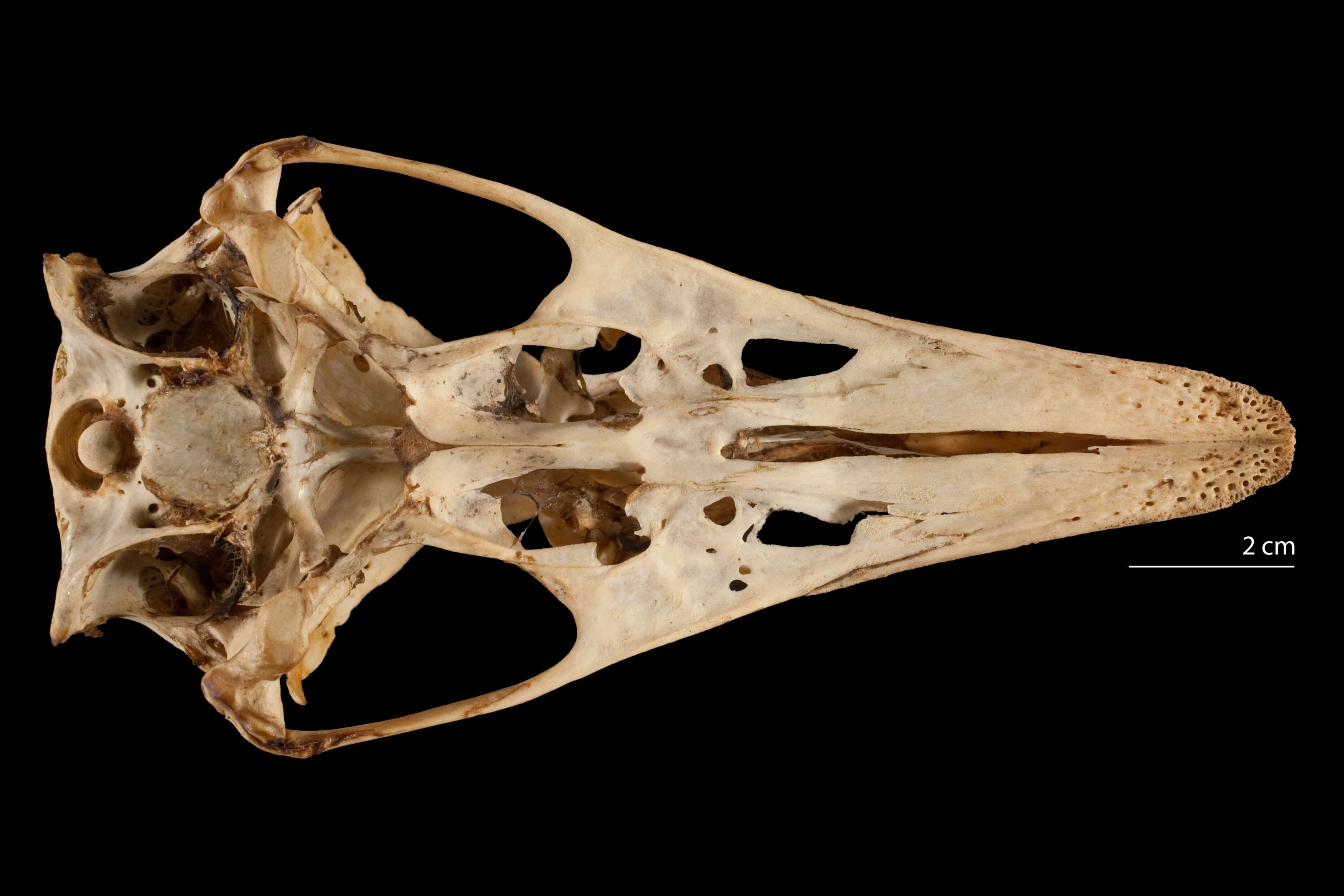 Pterocnemia pennata (d'Orbigny 1834) resmi