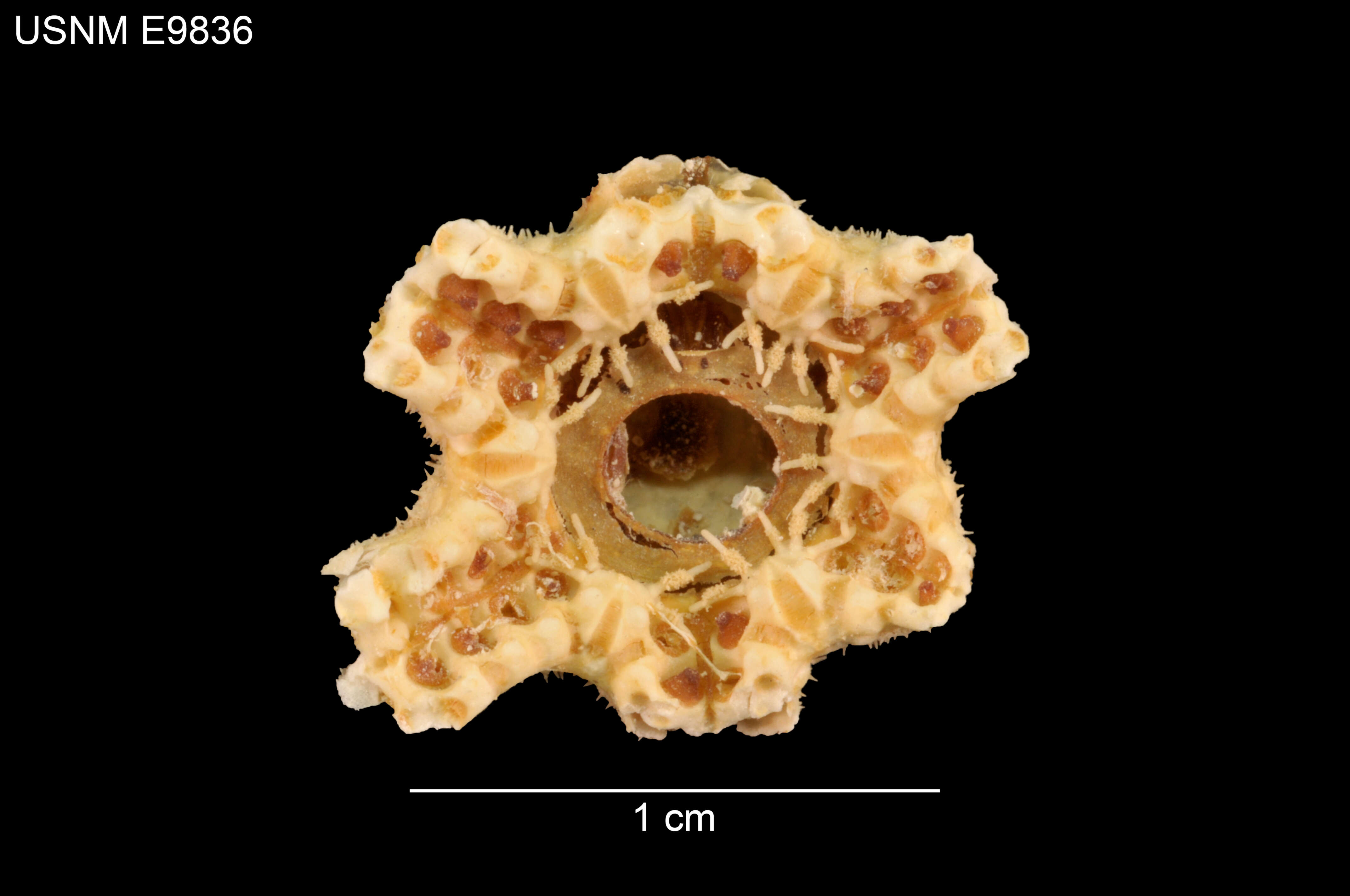 Image of Freyella oligobrachia (H. L. Clark 1920)