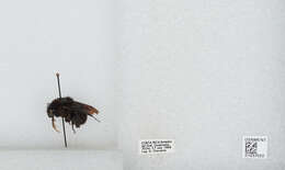 Image of Bombus pullatus Franklin 1913