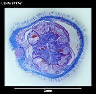 Image of Utralvoherpia abyssalis Salvini-Plawen 1978