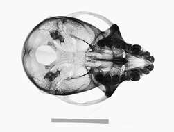 Image of Macaca fascicularis fascicularis (Raffles 1821)