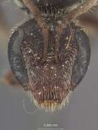 Image of Halictus