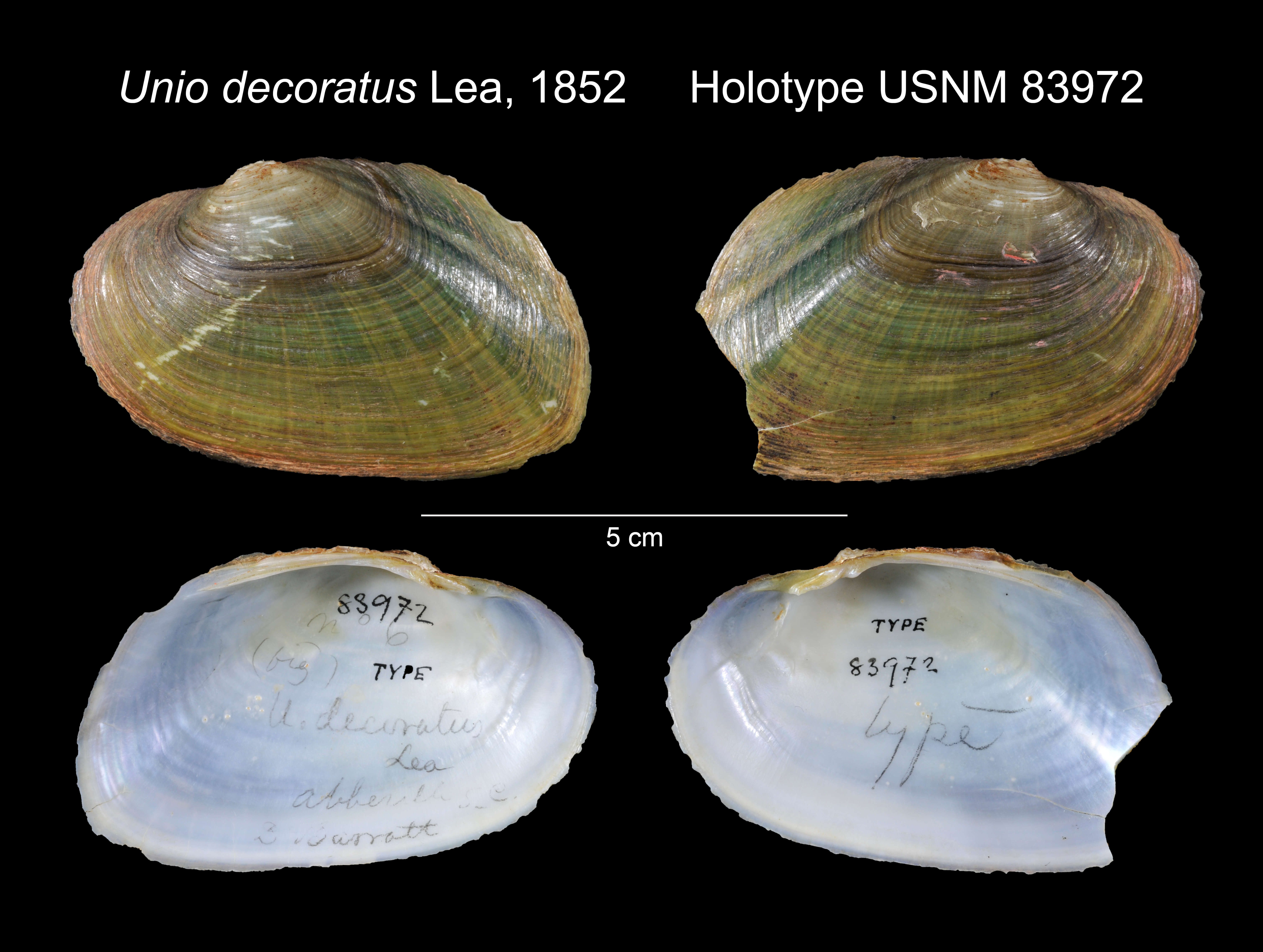 صورة Unio decoratus I. Lea 1852