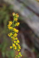 Слика од Solidago puberula subsp. pulverulenta (Nutt.) Semple