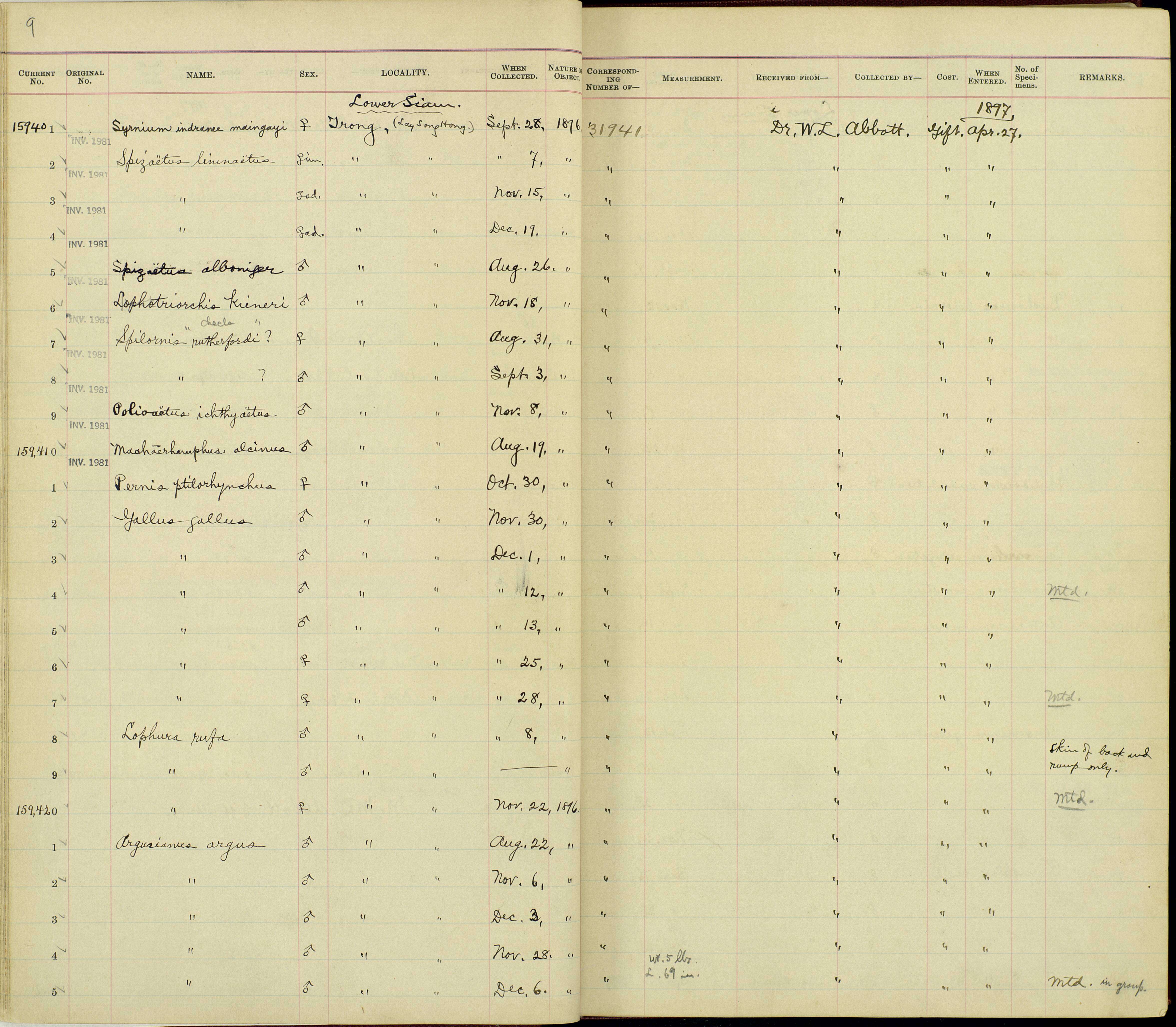 Plancia ëd Machieramphus alcinus Bonaparte 1850