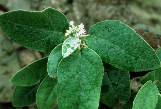 Image de Croton flavens L.