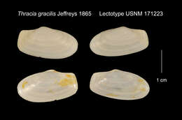 Image of Thracia gracilis Jeffreys 1865