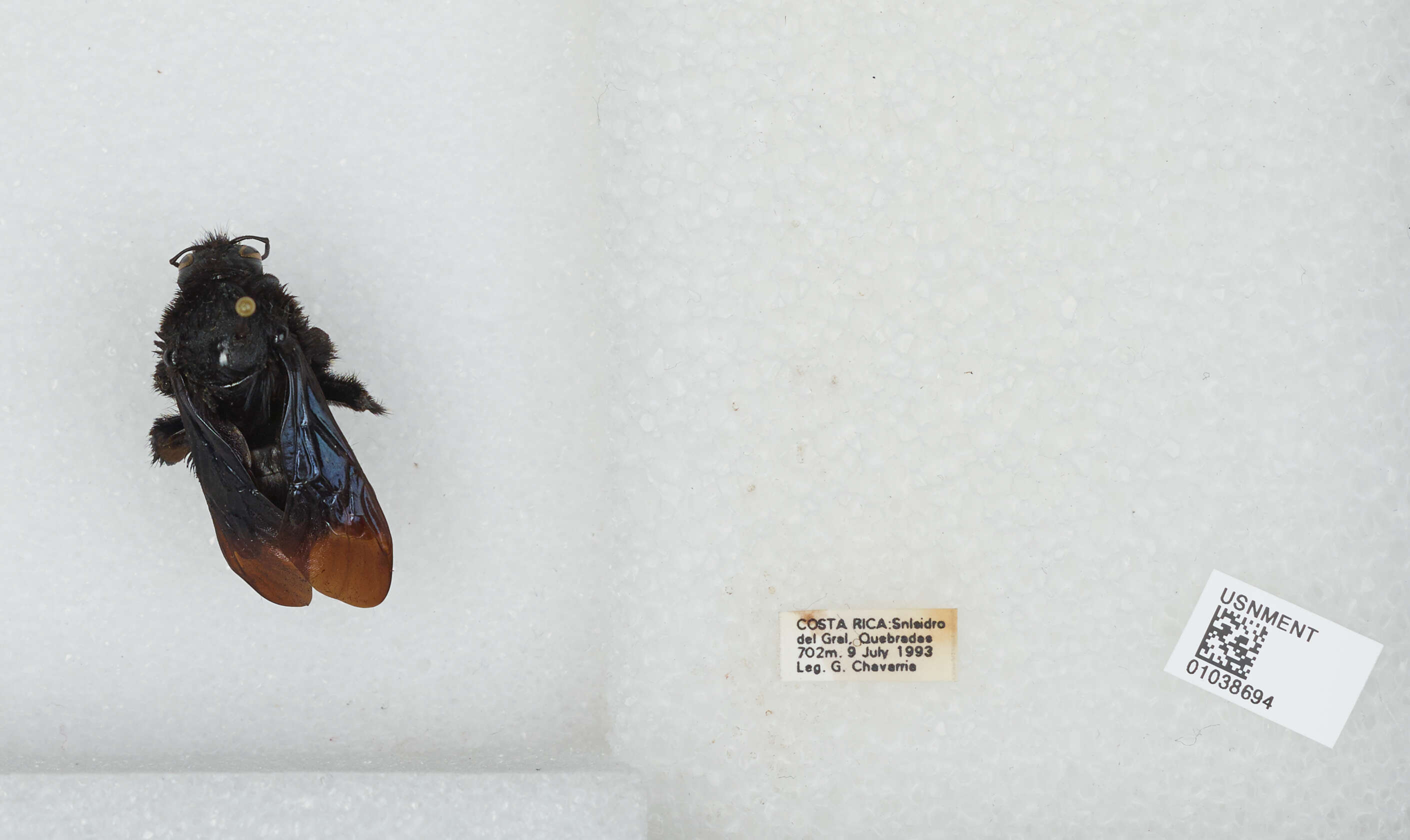 Image of Bombus pullatus Franklin 1913