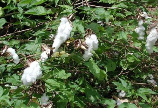 Image of Sea Island Cotton