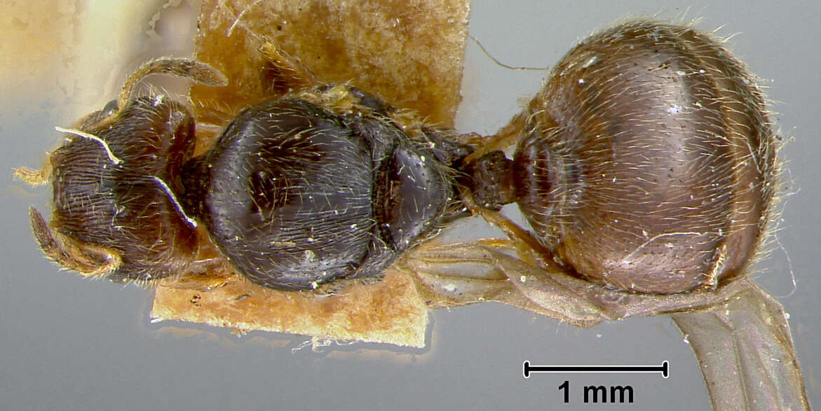 Pheidole chalca Wheeler 1914 resmi